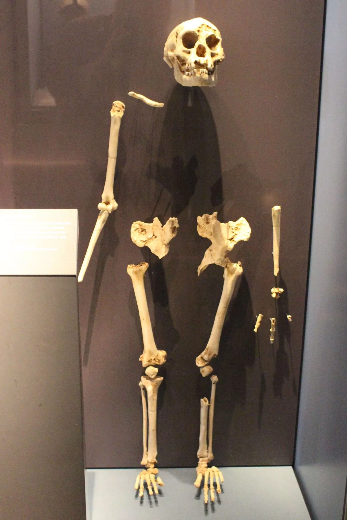 Hobbit remains from Flores